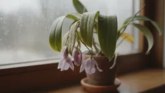 Proč orchidej ztrácí kořeny i při dobré péči – skryté příčiny