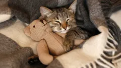 Bude kočka vděčná za to, že ji zachránili z ulice a poskytli jí nový domov?