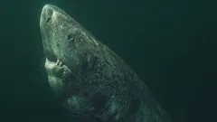 Grónský žralok je starší než USA: jak může jeden mořský dravec žít více než 400 let